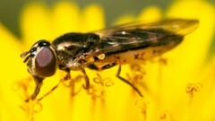 Platycheirus scutatus
