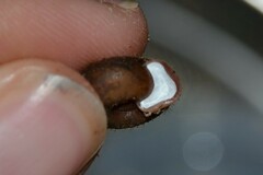 Helicodonta obvoluta