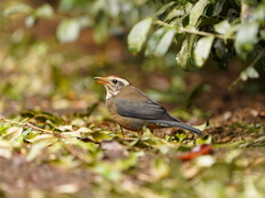 Turdus niveiceps