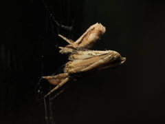 Cyphalonotus