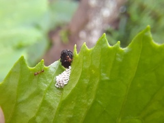Wasmannia auropunctata