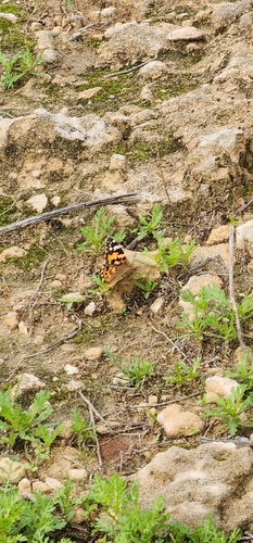 Painted Lady