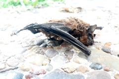 Eptesicus furinalis