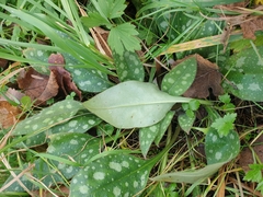 Pulmonaria officinalis