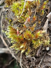Ptychostomum pseudotriquetrum