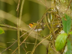 Abroscopus albogularis