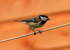 Periparus ater britannicus