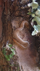 Geophilus carpophagus