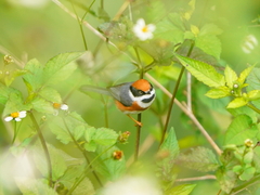 Aegithalos concinnus