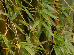 Abroscopus albogularis