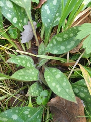 Pulmonaria officinalis