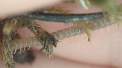 Geophilus carpophagus