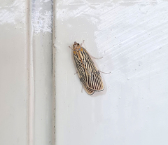 Tyspanodes linealis