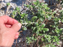 Oenothera humifusa