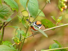 Aegithalos concinnus