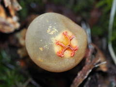 Calostoma