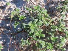 Oenothera humifusa