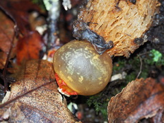 Calostoma