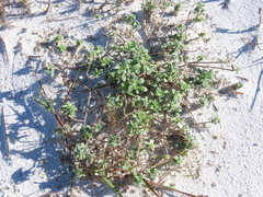 Oenothera humifusa