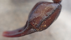 Euscorpius flavicaudis