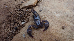 Euscorpius flavicaudis