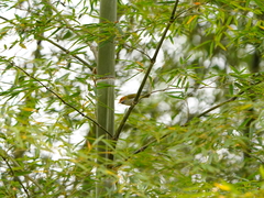 Abroscopus albogularis