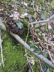 Andricus quercusradicis