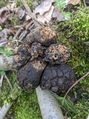 Andricus quercusradicis