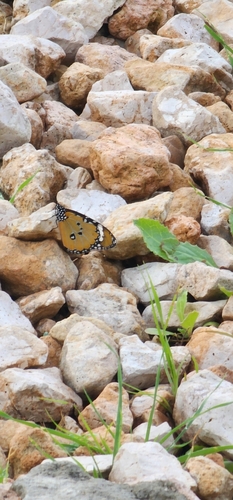 Plain Tiger Butterfly