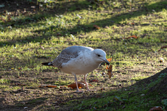 Larus michahellis