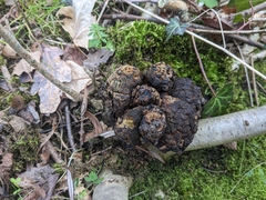 Andricus quercusradicis