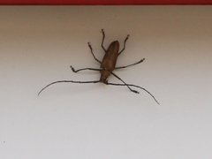Batocera