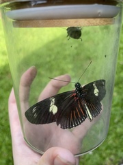 Heliconius doris