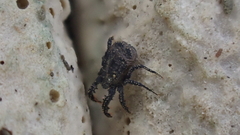 Allocaeculus