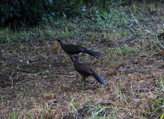 Penelope superciliaris