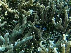 Neoglyphidodon oxyodon