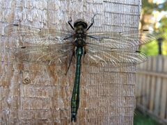 Cordulia aenea aenea