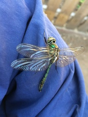 Cordulia aenea aenea