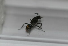 Polyrhachis tubifera