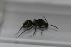 Polyrhachis tubifera