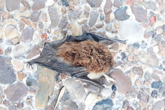 Eptesicus furinalis