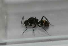 Polyrhachis tubifera