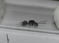 Polyrhachis tubifera