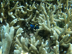 Neoglyphidodon oxyodon