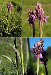 Dactylorhiza fuchsii
