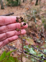 Rubus lainzii