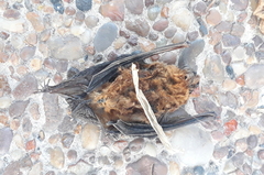 Eptesicus furinalis