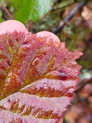 Rubus lainzii
