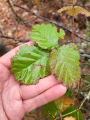 Rubus lainzii