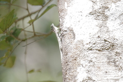 Draco sumatranus